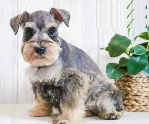 Schnauzer Miniature for sale in SYRACUSE, IN