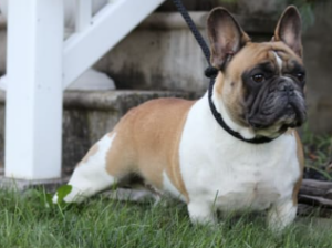 French Bulldog for sale in SHIPPENSBURG, PA
