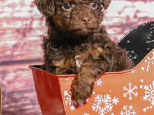 Maltipoo Puppy for Sale in ppomattox, VA, USA