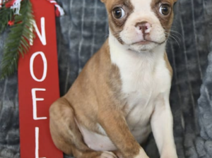 Boston Terrier puppy for sale in Belleville, PA
