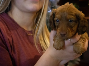 Dachshund Miniature puppy for sale in Dundee, OH