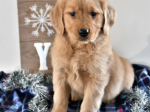 Golden Retriever puppy for sale in Wilmot, OH