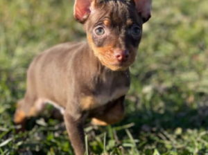 Miniature Pinscher puppy for sale in eneca Falls