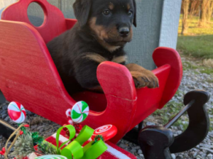 Rottweiler puppy for sale in Mifflintown, PA