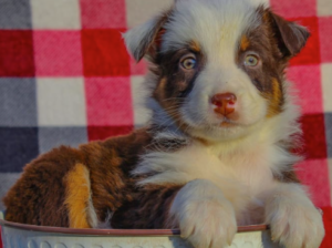 Australian Shepherd puppy for sale in Dalton, OH