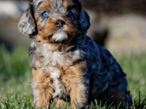Cavapoo puppy for sale in Honey Brook, PA