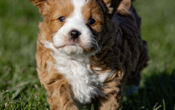 Cavapoo puppy for sale in Honey Brook, PA