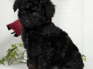 Eskipoo puppy for sale in Fredericksburg, OH