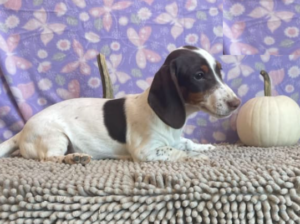 Dachshund puppy for sale in Millmont, PA
