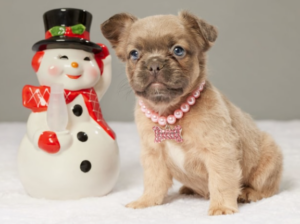 French Bulldog puppy for sale in MILLERSBURG, OH