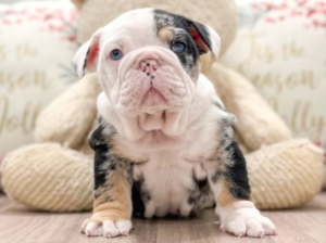 English Bulldog puppy for sale in Millersburg, OH
