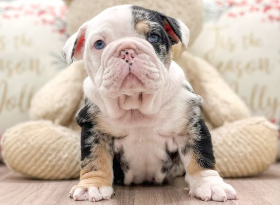 English Bulldog puppy for sale in Millersburg, OH