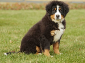 Bernese Mountain Dog puppy for sale in Millersburg