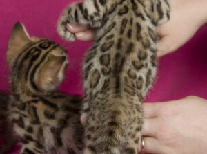 2 Bengal Kittens in need of a home