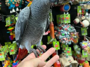 African grey for rehoming
