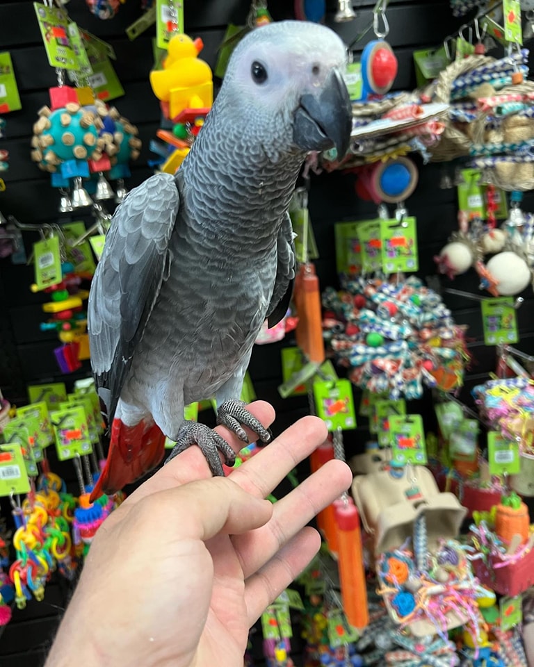 African grey for rehoming
