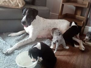 Wonderful playful Great Dane puppies for sale