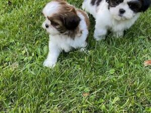 Cute Shih Tzu Puppies for Sale
