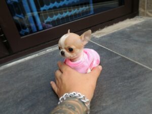 Teacup Chihuahua Puppy for Sale