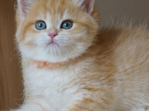 Buy Bristish Shorthair Kittens Online