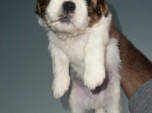 Shitzu full marking puppy for sale