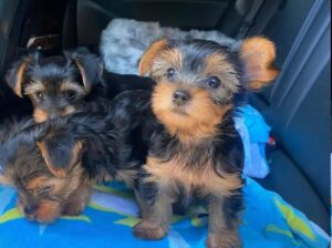 Gorgeous Tiny Yorkie Puppies!