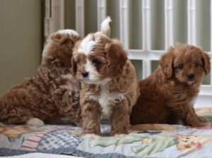 Affectionate Cavoodle puppies available