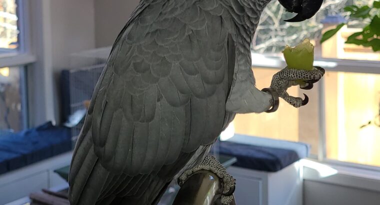 Handfeed African Gray Parrots for adoption