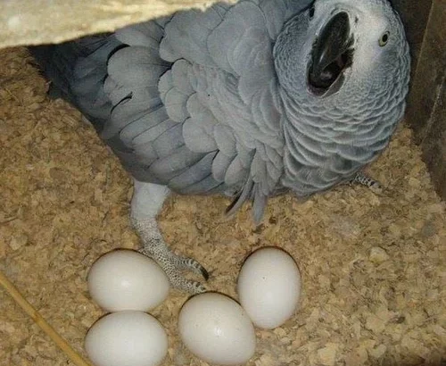 Handfeed African Gray Parrots for adoption