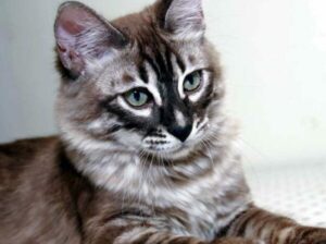 Kittens for Sale:Bring Home your Playful Companion