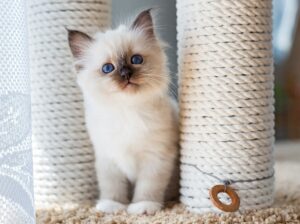 Birman Kittens ready now for adoption
