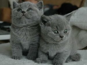 British Shorthair Kittens for new homes