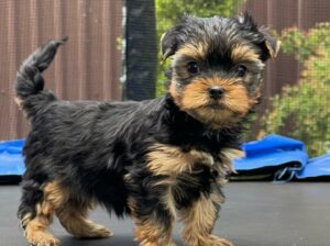 Pure breed Yorkshire Terrier puppies