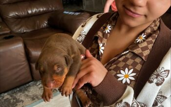 Our Doberman Pinscher Puppies Are Now Ready