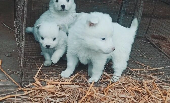pom puppies for sale contact +917986704454