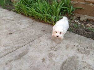 We have males and females Maltese puppies