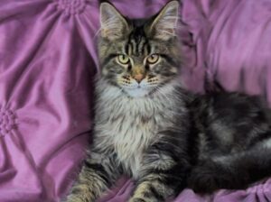Maine coons for adoption