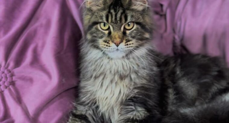Maine coons for adoption