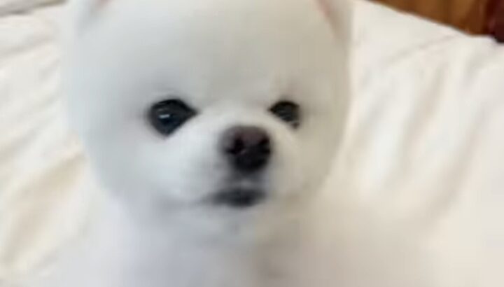 Pomeranian for sale his name is prince