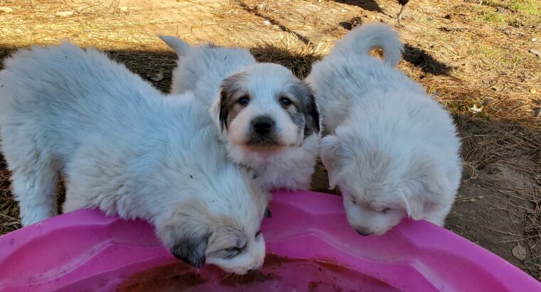 Great Pyrenees Pups