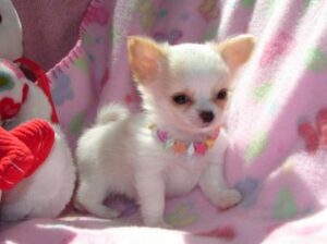 Adorale Teacup Chihuahua Puppies