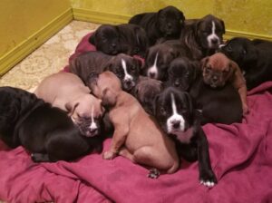 Boxer Puppy for Sale