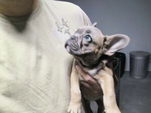 French Bulldog FOR SALE