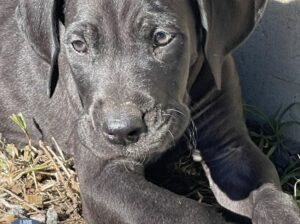 Great Dane Puppies For Sale