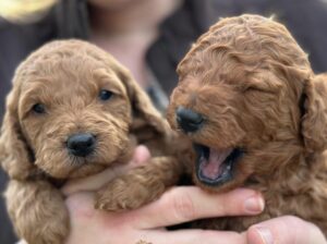 Golden Doodle Puppies for rehoming