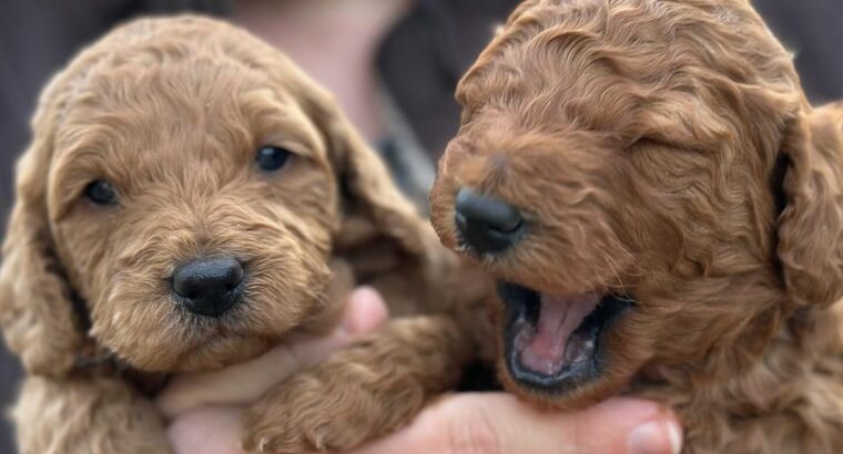 Golden Doodle Puppies for rehoming