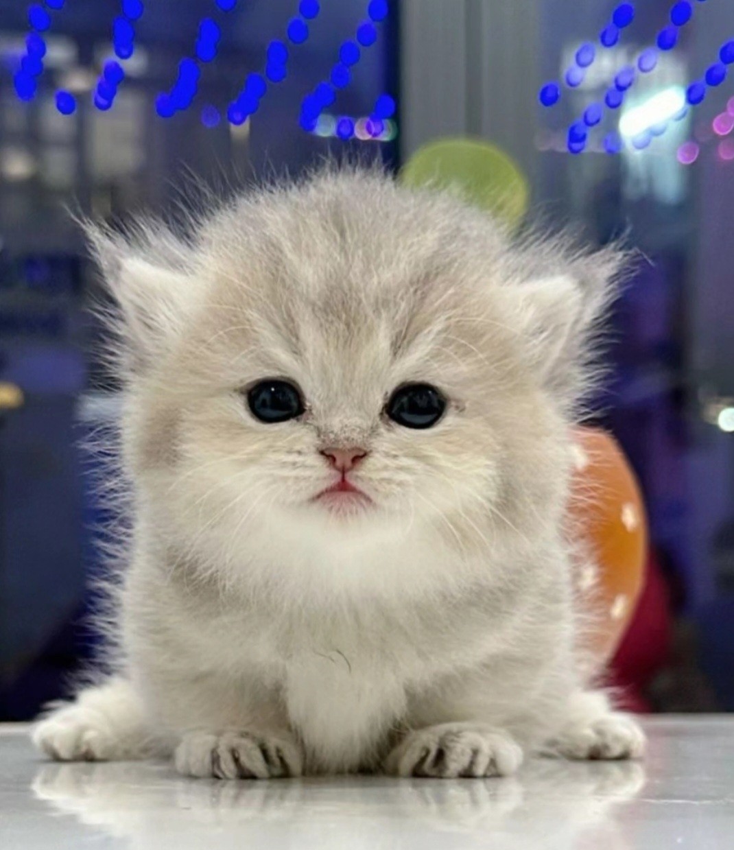 Munchkin Cats For Sale