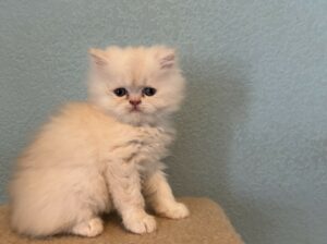 Persian CAT FOR SALE