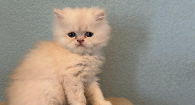 Persian CAT FOR SALE