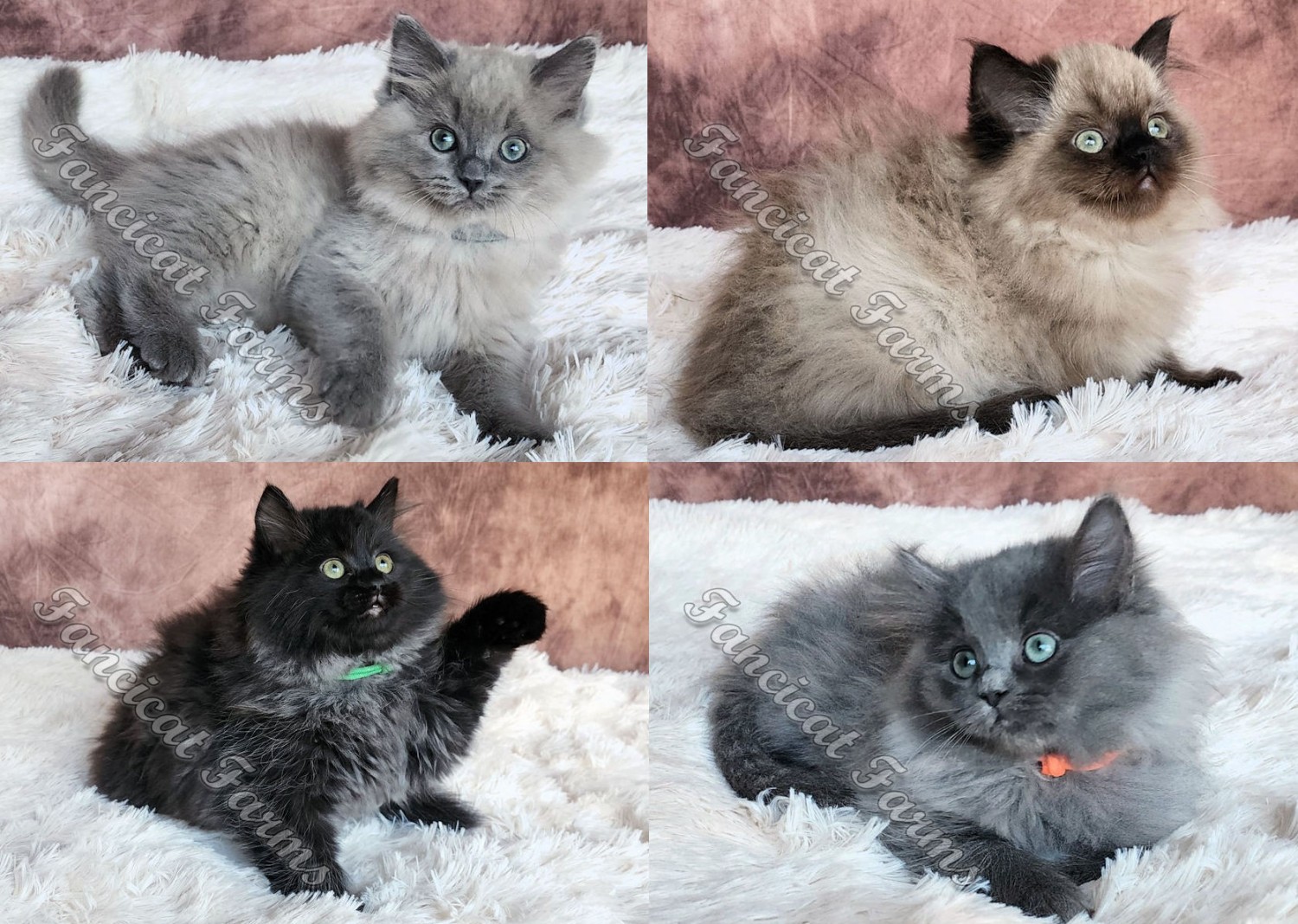 Ragdoll Cats For Sale